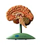 Human anatomical brain model
